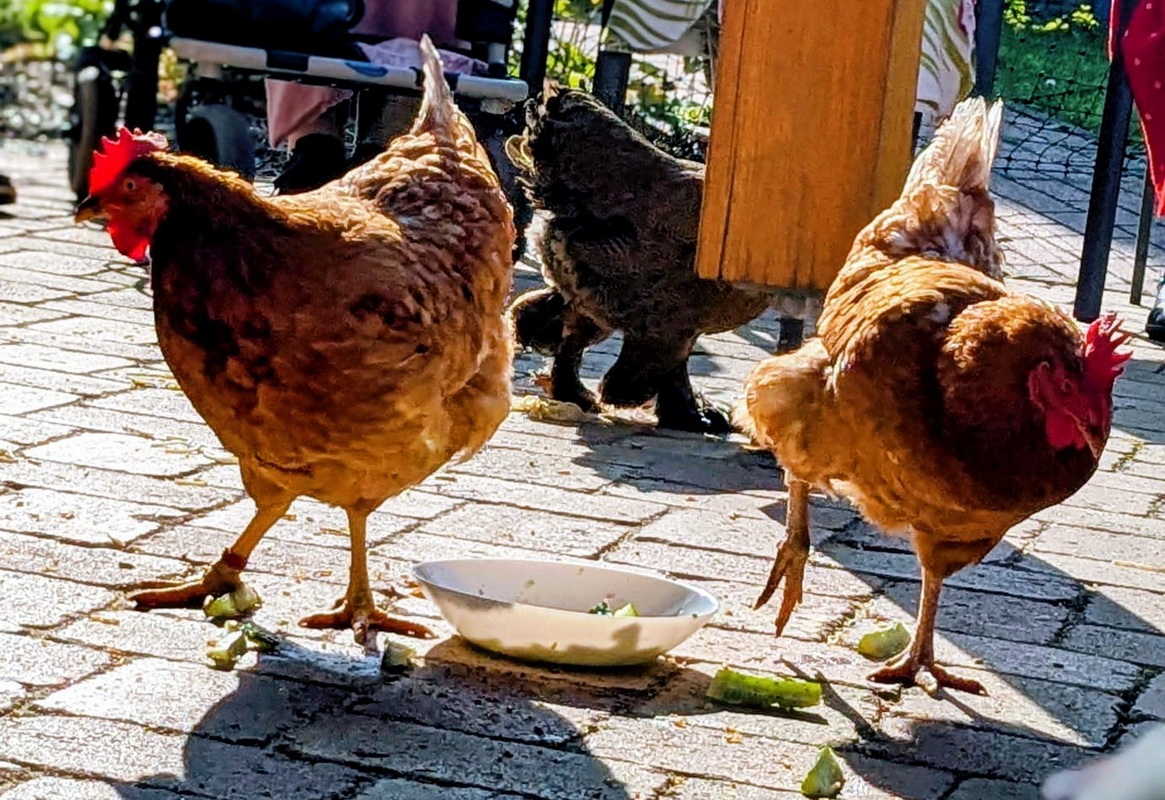 20251017 Hühnerbesuch TP Egestorf 09.JPG