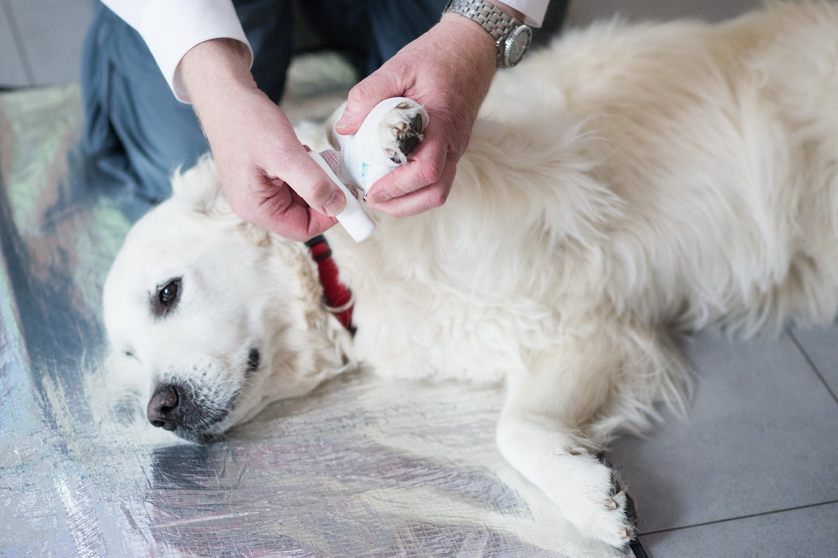 EH-Hund Ein weißer,mittelgroßer Hund liegt mit verletzter Pfote auf einer Rettungsdecke. Jemand legt dem Tier einen Verband an