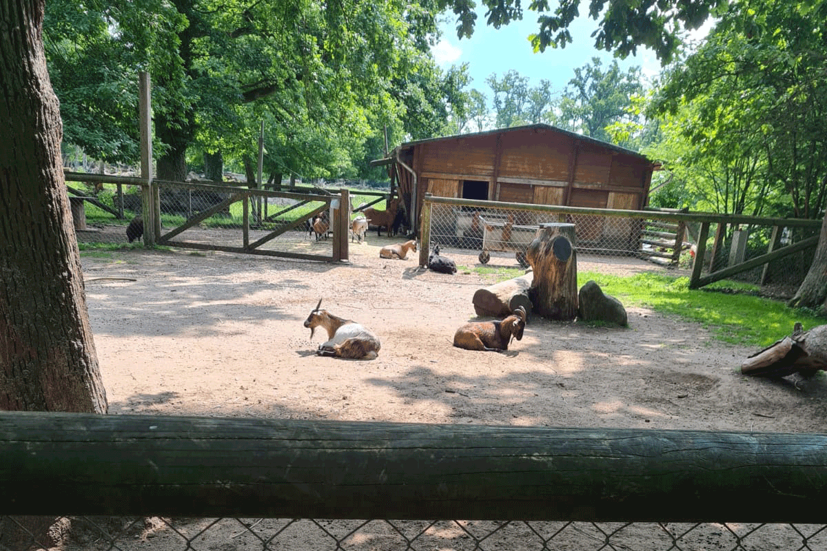 Wennelino 1 im Wisentgehege Springe